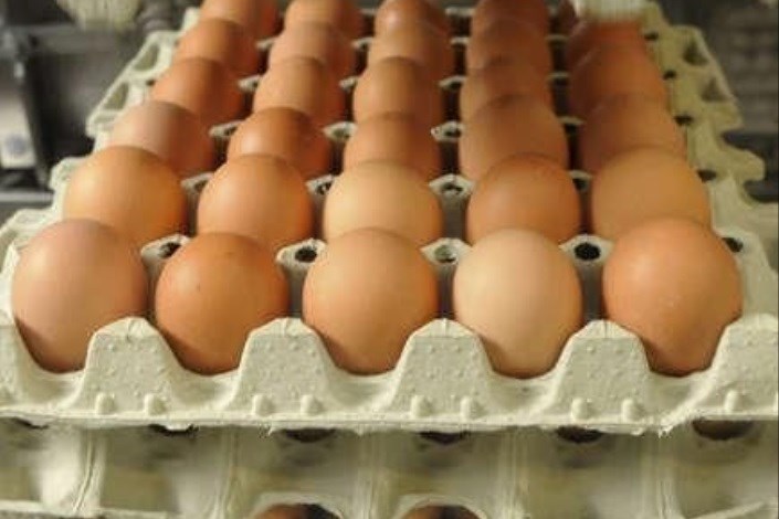 راهکار جدید برای مقابله با گرانفروشی/درج قیمت روی تخم مرغ در سه استان کشور اجباری شد