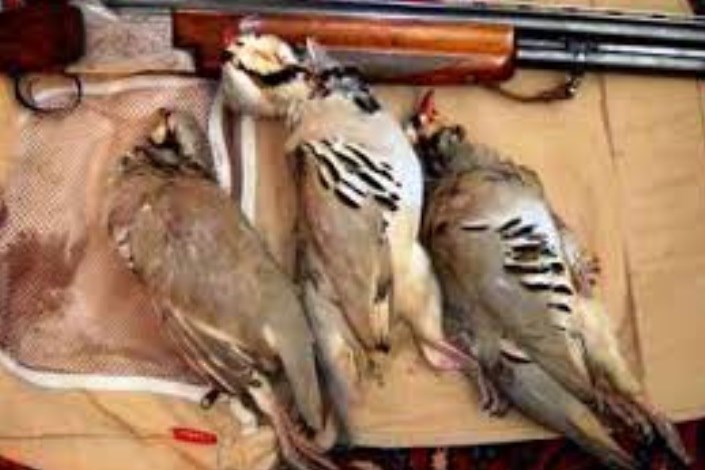 دستگیری شکارچی غیر مجاز 16 قطعه تیهو و کبوتر در کهگیلویه