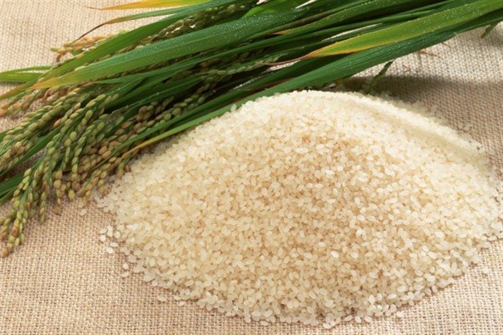نقدینگی برنج کاران با ورود به بورس کالا قد می کشد 