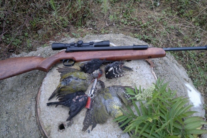 قتلگاه حیوانات/پیدا شدن اجساد 11 شغال، یک کل وحشی و 13 پرنده در کارگاه شکارچی