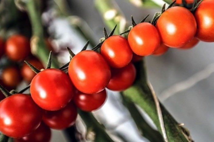 گوجه ۳۵۰۰ تومانی، گران نیست/ تولید و عرضه در فصل سرما کم می‌شود