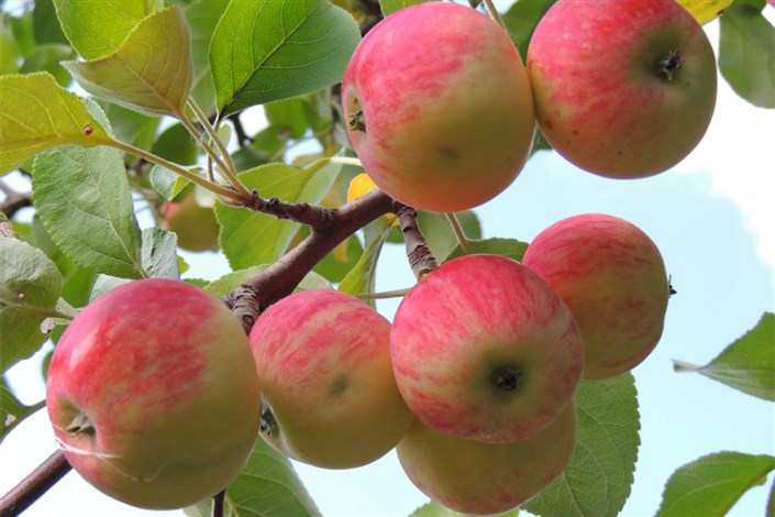  1500 تن سیب برای شب عید استان تهران ذخیره سازی شد 