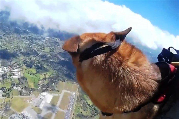 ویدیو / تمرین چتربازی با سگ ویژه ارتش کلمبیا 