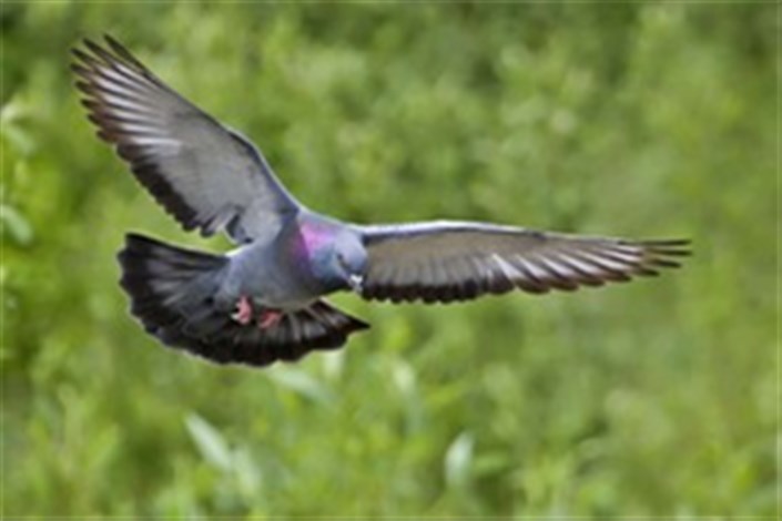 شناسایی جد مشترک پرندگان در آمریکای جنوبی