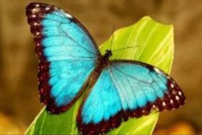 خلق رنگ بال پروانه و طاووس با فناوری نانو