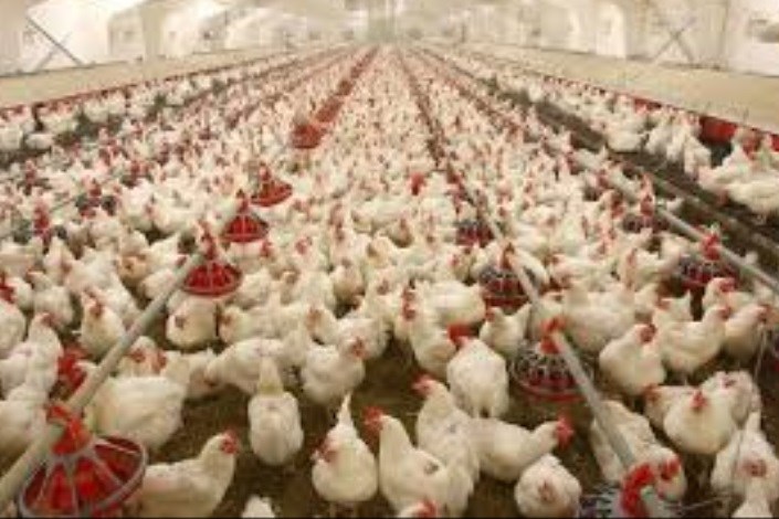 دستور رسیدگی فوری به مشکلات مرغداران/ ۸۰۰ تن گوشت مرغ مازاد تولیدکنندگان خریداری می‌شود