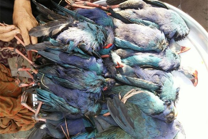 صید800 پرنده در روز، از دراج تا فلامینگو/  فروش گوشت رنگین شکار در چند قدمی اداره محیط زیست