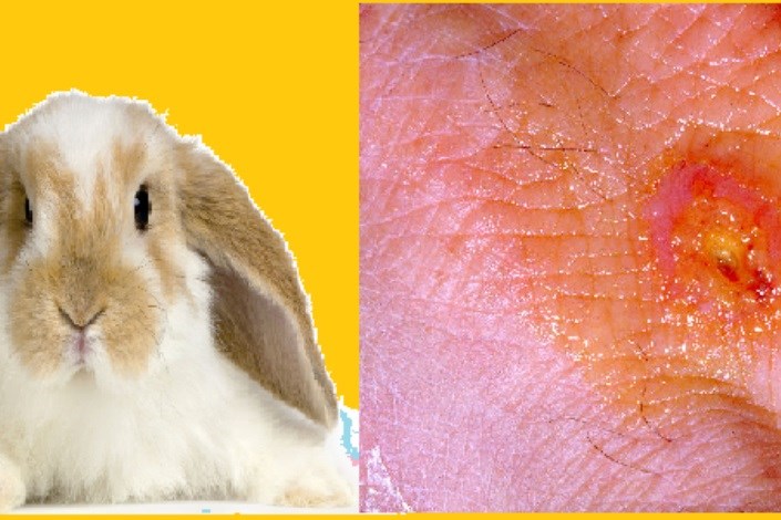یافتن آلودگی تولارمی در نمونه‌های جوندگان  و خرگوش‌ها/لزوم پایش مستمر بروز بیماری «تب خرگوش» در کشور