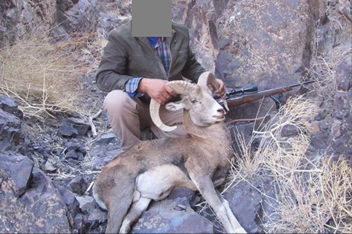 شکارچی غیرمجاز قوچ وحشی در فیروزکوه دستگیر شد
