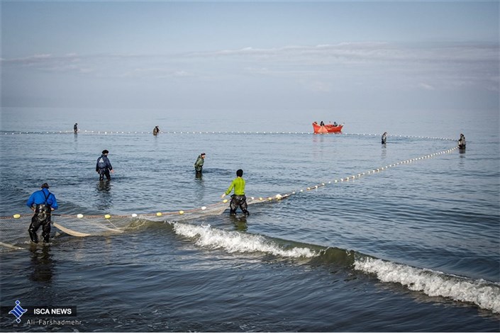تکذیب آلودگی ماهیان خزر/سلامت آبزیان دریای خزر در اروپا تائید شد