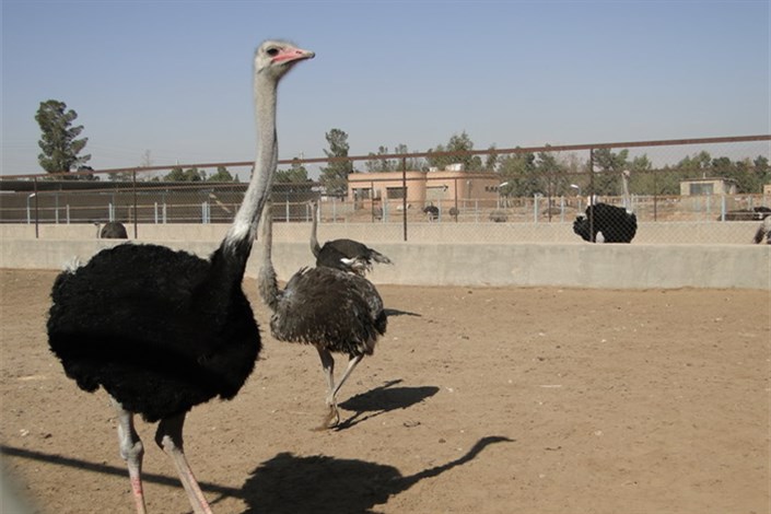 شتر مرغ تنها پرنده ای که تب کریمه کنگو را انتقال می‌دهد 