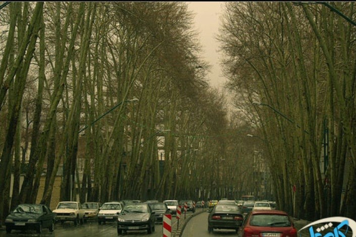 کاشت 1500 درخت چنار در خیابان های مرکز شهر تهران آغاز شد