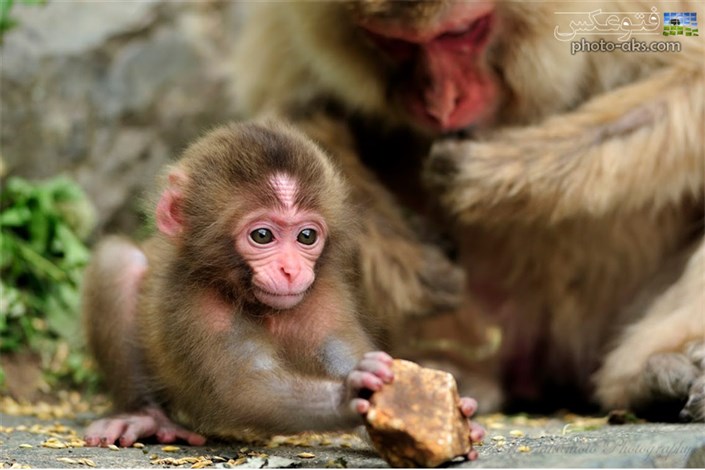 میمون‌ها راز اوتیسم را برملا می‌کنند