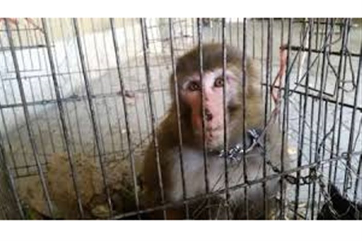 میمون‌های رزوس‌ ناقل ابولا هستند/ سالی ۳۰۰ میمون  به ایران وارد می‌شود/ راهی جز مرگ آرام آنها نداریم