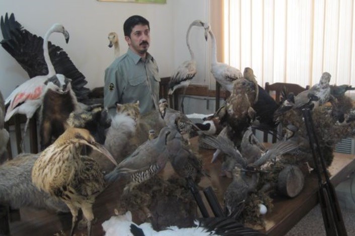 کشف و ضبط تعدادی پرنده تاکسیدرمی شده /در صورت مشاهده تخلفات محیط زیستی با شماره 1540 تماس بگیرید