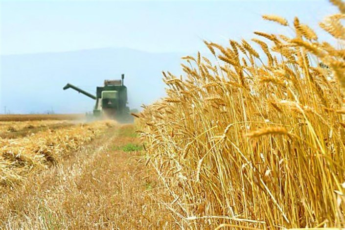 عرضه گندم در فضای رقابتی بورس کالا ضروری است/طرح قیمت تضمینی به سود اقتصاد کشاورزی