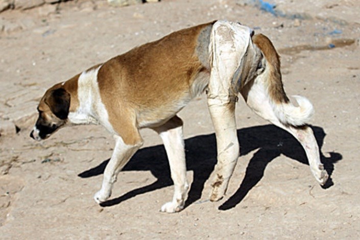 پیگیری طرح مقابله با سگ های ولگرد در ملارد