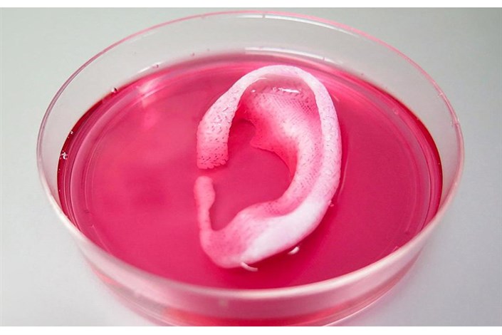 ساخت گوش زنده‌ انسان با چاپگر سه بعدی زیستی