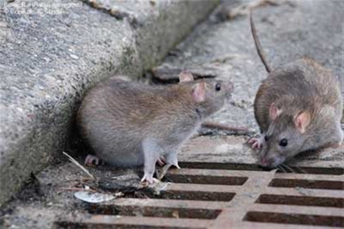 موش ها باهوشند طعمه مسموم را نمی خورند/امکان مبارزه بیولوژیکی با موش را در تهران نداریم