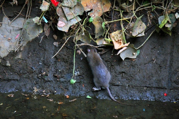 کاهش جمعیت موش‌های پایتخت