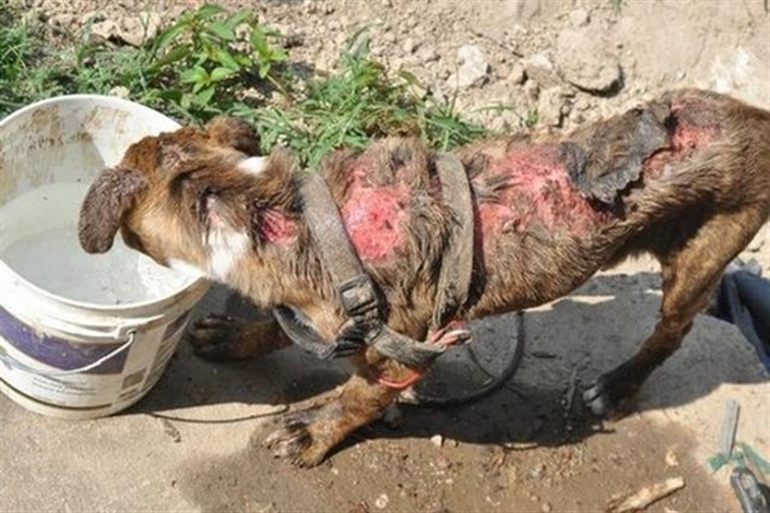  متهم به سگ آزاری در استان اردبیل دستگیر شد/ متهم سگ نگهبان  را زجرکش کرده بود