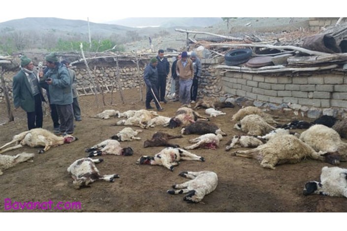 حمله دو گرگ گرسنه ۳۶ گوسفند را از پای درآورد+عکس 