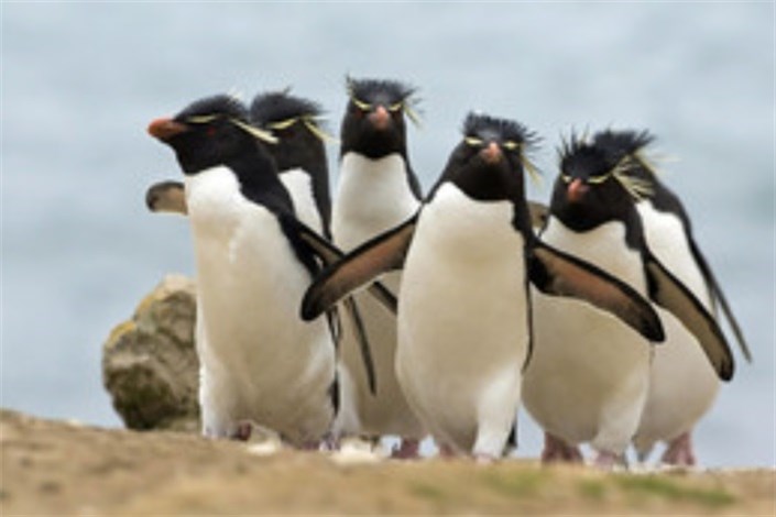 پنگوئن‌ها می‌توانند صدا تقلید کنند