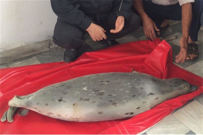 مرگ یک فُک خزری در تور صیادان/کمتر از ۱۰۰هزار قلاده فک در دریای خزر باقی مانده اند