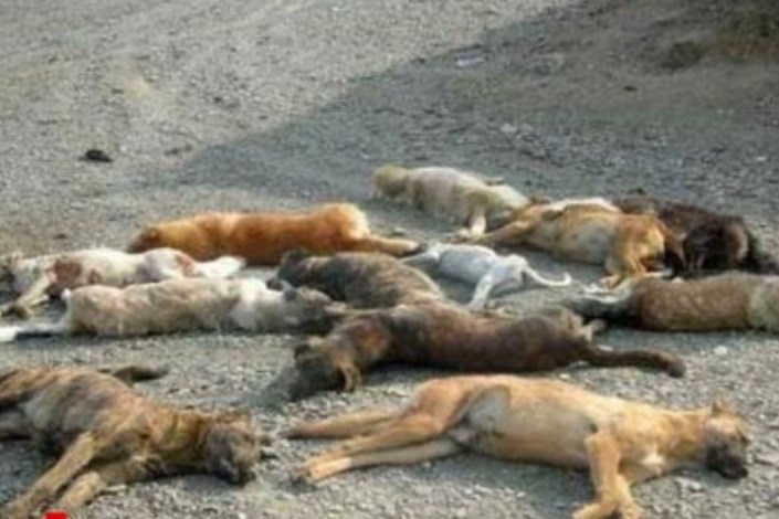 شهرداری ادعایش را در مورد نظارت محیط زیست بر معدوم‌سازی حیوانات تکذیب کرد