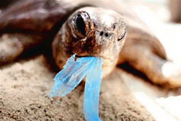در بدن  40 درصد ازگونه‌های جانوری در دریاها پلاستیک پیدا شده / کیسه‌های پلاستیکی حذف می‌شوند