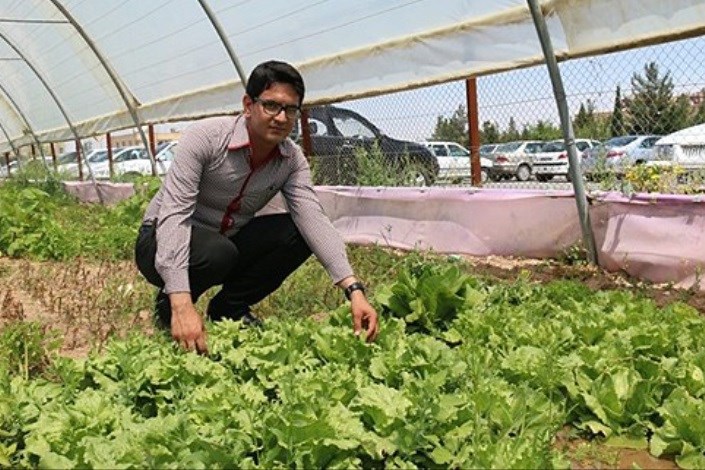 موفقیت دانشجوی رشته گیاه‌پزشکی واحد یزد در کاشت کاهوپیچ هلندی 