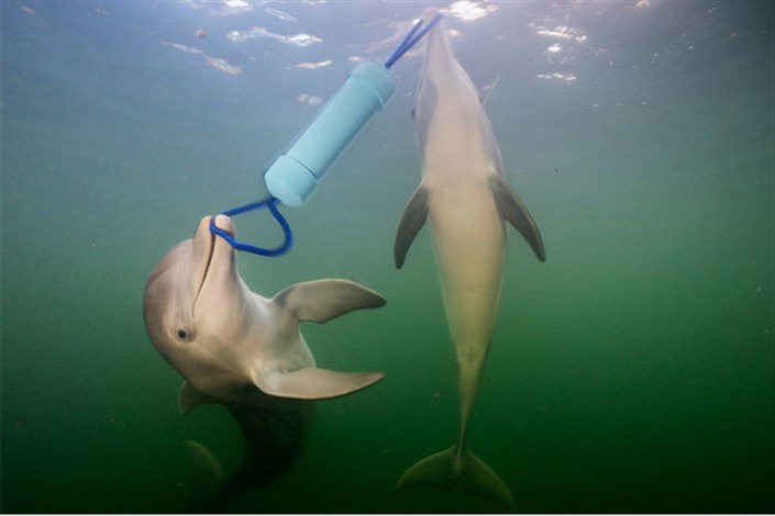 دلفین ها و پچ پچ برای حل معما 