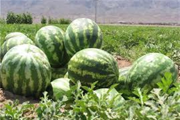 استفاده از پودر بهداشتی برای رشد هندوانه کذب است