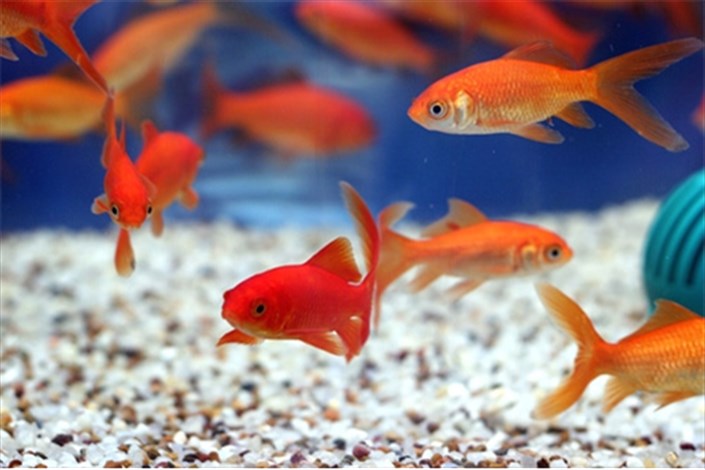 حذف ماهی قرمزازسفره هفت­ سین لطمه‌ای به فرهنگ نوروز نمی‌زند/عدم رهاسازی ماهی‌ در محیط طبیعی 