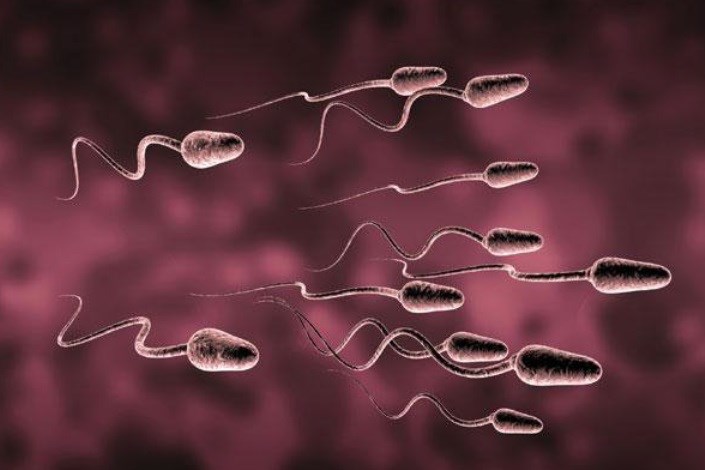 تبدیل  سلول‌های پوست به اسپرم برای درمان ناباروری 