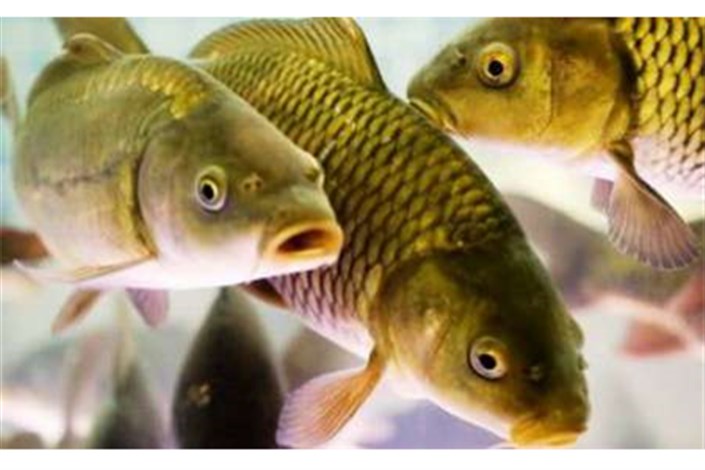 ماهی های پرورشی ناشنوا..../نیمی از ماهی‌های پرورشی جهان نمی‌شنوند