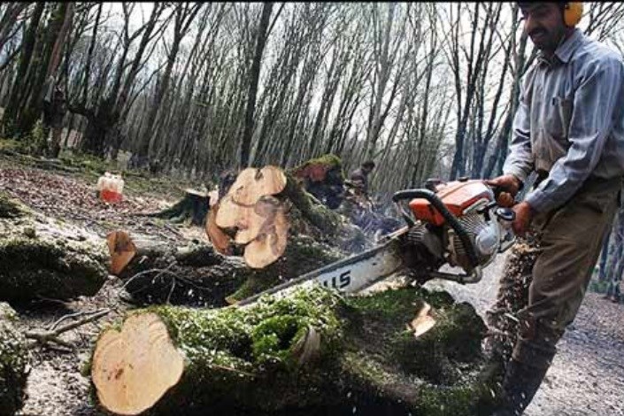 جریمه قطع درخت در تهران افزایش یافت