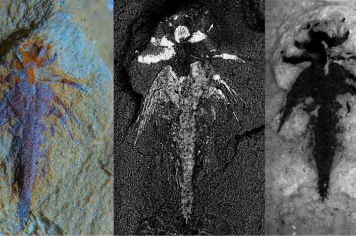از فسیل ۵۲۰ میلیون ساله لارو تا اثابت صاعقه به هواپیما