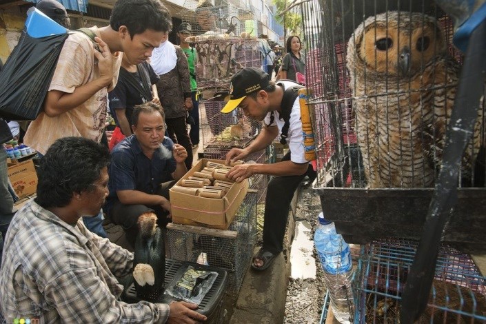  راه اندازی کمپین جهانی مقابله با تجارت غیرقانونی حیوانات 