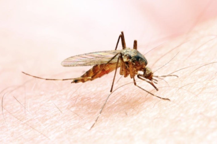کاهش فعالیت پشه‌های ناقل مالاریا با نور شدید 