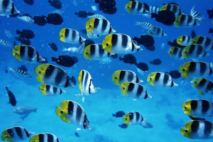 ماهی ها هم روز جهانی مهاجرت دارند!