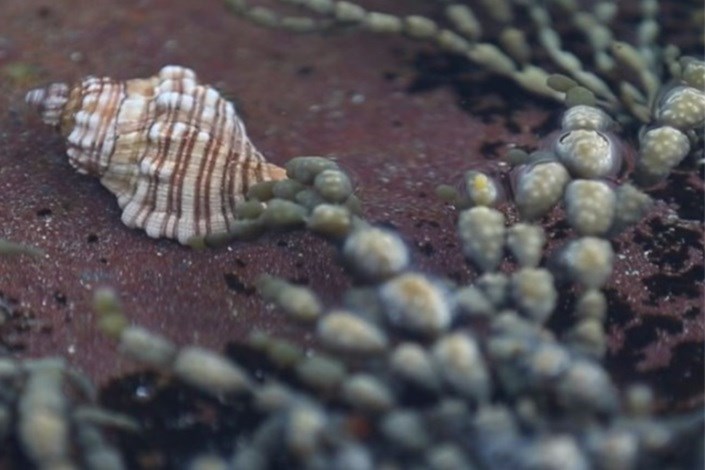 تخم حلزون دریایی قاتل بالقوه سرطان است