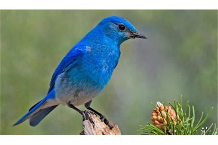خطر انقراض در کمین بیش از یک‌سوم پرنده‌های آمریکای شمالی