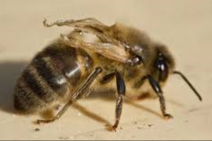 هله‌هوله‌ها، زنبورهای شهری را وسوسه نمی‌کنند
