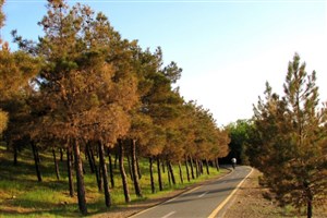 ۳۰ هزار درخت خشک‌شده چیتگر جایگزین می‌شوند