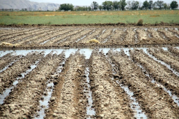 برنامه جدی وزارت بهداشت برای مزارعی که با فاضلاب آبیاری می‌شوند