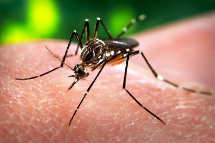 اولین مورد نارسایی ناشی از ویروس زیکا در اسپانیا مشاهده شد