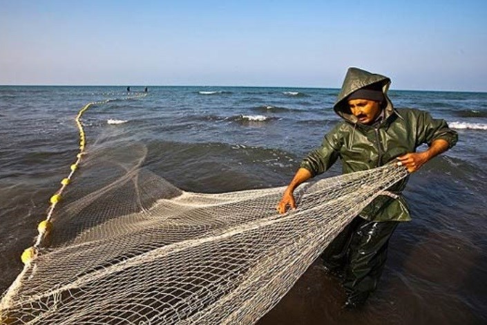 چرا وزارت نیرو و‌سازمان محیط زیست با پرورش ماهی "تیلاپیا" در آب های داخلی مخالفند؟