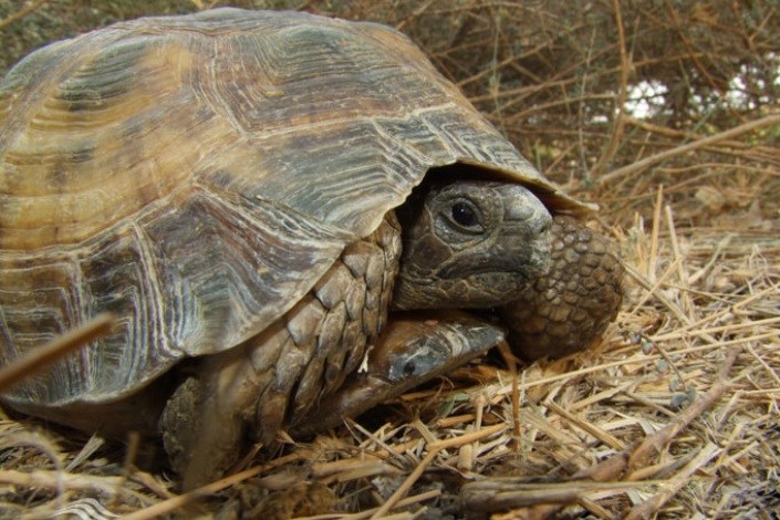 رهاسازی لاک‌پشت و بهله دلیجه در مجموعه حفاظتی جاجرود