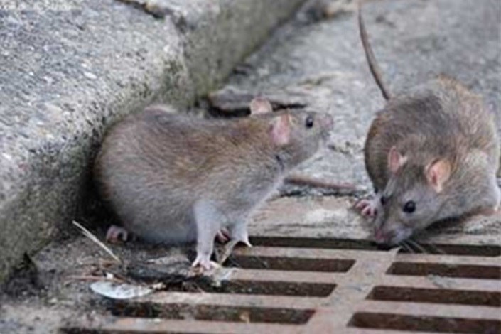 جمعیت موش های پایتخت کم می شود/استفاده از فوم تزریقی بعد از گذشت 5 ماه